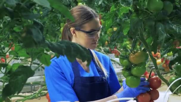 Female gardener picks red tomatoes in greenhouse. — Stock Video