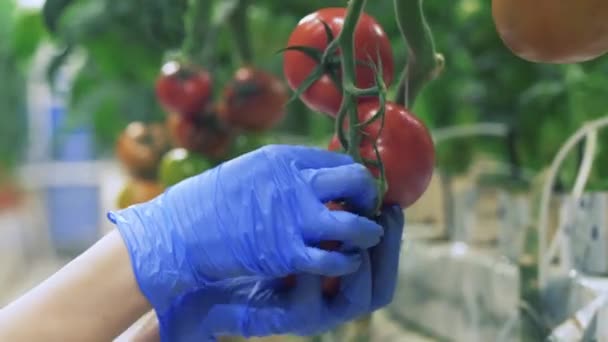 Persona recoge tomates de ramas mientras trabaja en invernadero . — Vídeo de stock
