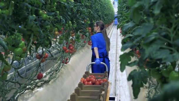 Žena sbírá zralá rajčata ve skleníku. — Stock video