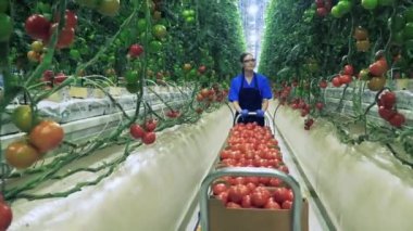 Bir kadın cam evde yürüyor, domates topluyor..