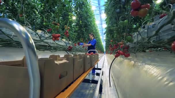 Jeune femme recueille des tomates mûres en serre. — Video