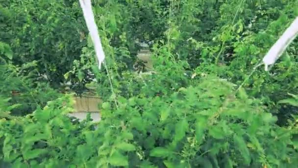 Zielone rośliny rosną w szklarni pomidorowej. — Wideo stockowe