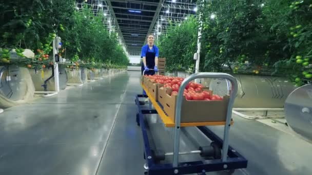 Farmer moves crates with tomatoes in glasshouse. — Stock Video