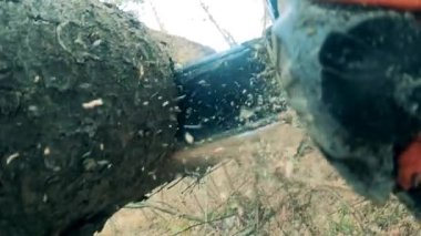 Devasa bir ağaç gövdesi elektrikli testereyle kesiliyor.