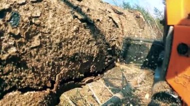 Motorlu testere açık havada çam ağacı kesmek için kullanılıyor.