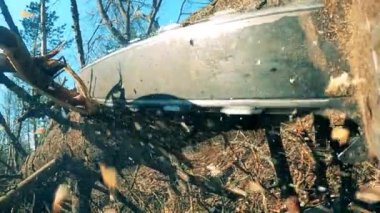 Çam ağacının dalları testere ile kesiliyor.