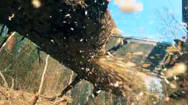 Sägemehl fliegt herum, während eine Kettensäge einen Baum schneidet — Stockvideo