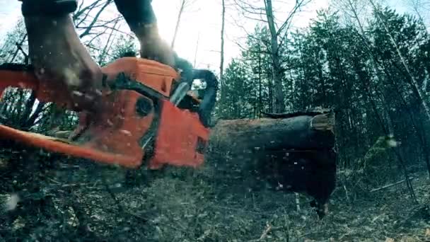 Trabalhador serraria está usando uma moto-serra para cortar uma árvore — Vídeo de Stock