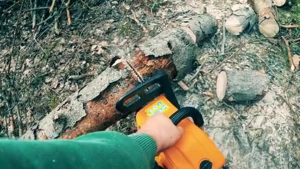 Árbol está siendo aserrado en partes por un trabajador de aserradero — Vídeos de Stock