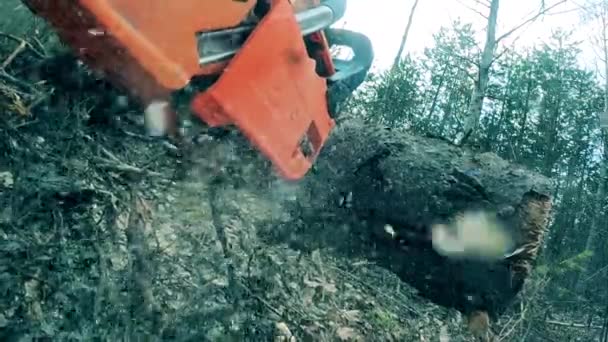 Pinheiro está sendo cortado em partes com uma serra na floresta — Vídeo de Stock