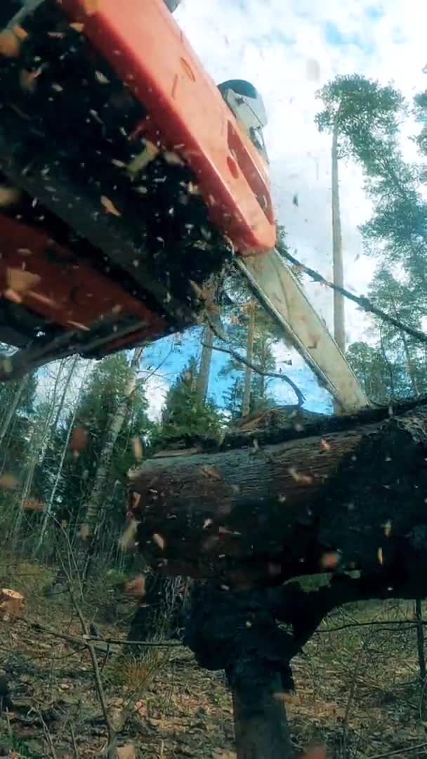 Мощная пила вырубает лес — стоковое видео