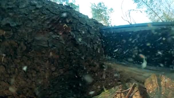 Kroppen av ett tallar sågas med en motorsåg — Stockvideo