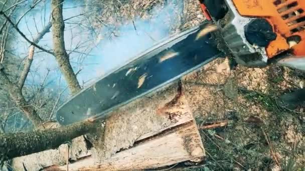 La motosierra se utiliza para cortar ramas de madera — Vídeo de stock