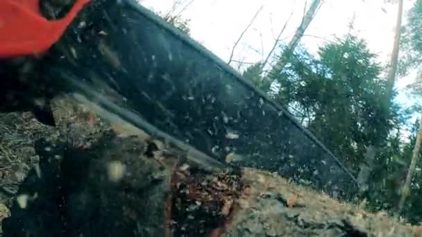 Madera de pino se corta con una motosierra — Vídeo de stock