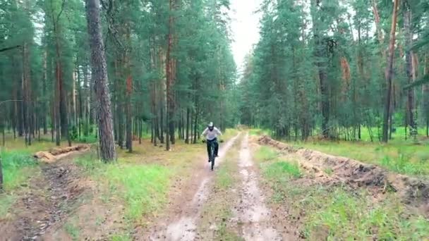 Floresta de pinheiro com um ciclista movendo-se através dela — Vídeo de Stock