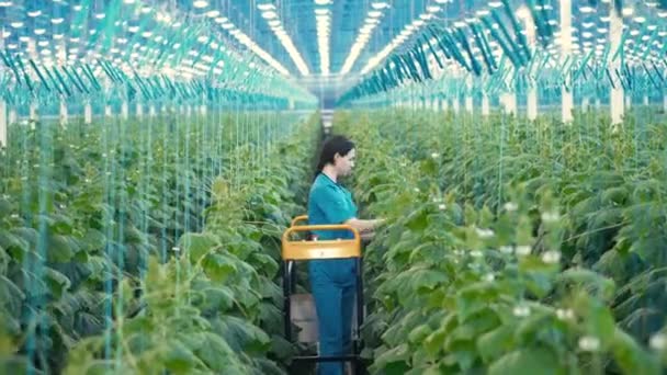 Pracovník kontroluje okurky ve skleníku. — Stock video
