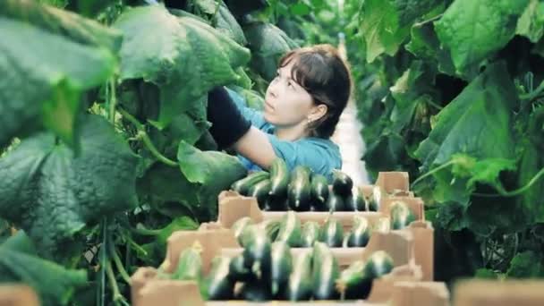 Jeden zahradník sbírá okurky z rostlin. — Stock video