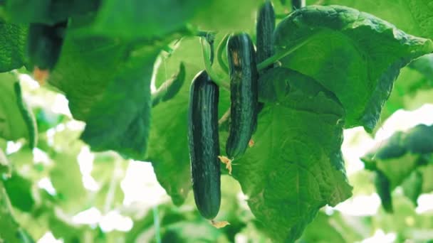 Planta de pepino crescendo em estufa. — Vídeo de Stock