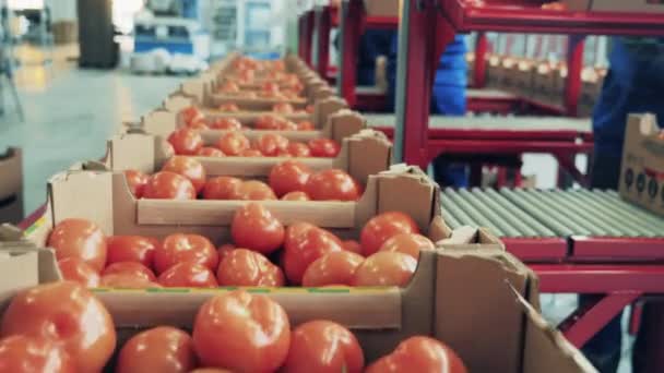 Tomates collectées dans des boîtes dans l'installation. — Video