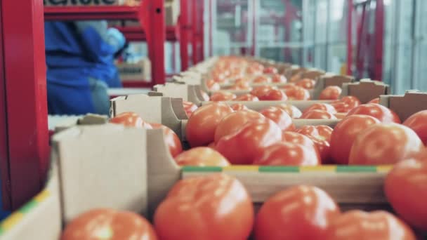 Workers check boxes with tomatoes on a line. — Stock Video