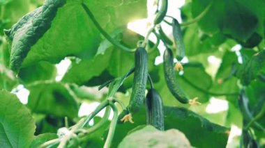 Bitkide büyüyen küçük salatalıklar..