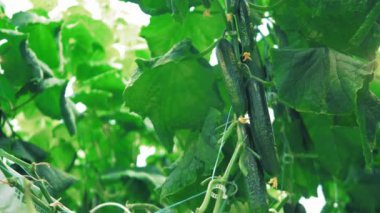 Bitkinin üzerinde olgun salatalıklar.