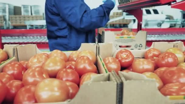 女性は箱の中で熟したトマトを並べ替え. — ストック動画