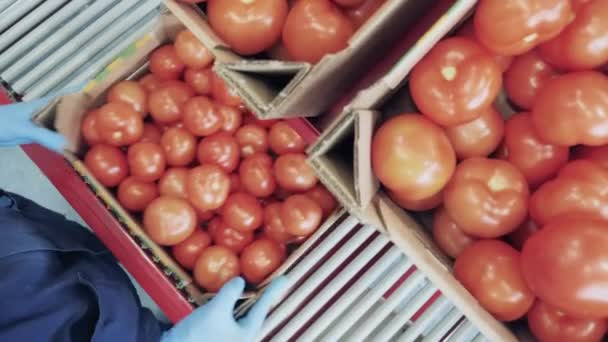 एक व्यक्ती बॉक्समध्ये टोमॅटो तपासते . — स्टॉक व्हिडिओ