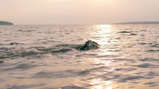 プロの水泳選手が海を渡っている — ストック動画