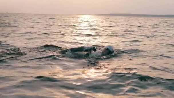 Kurbağalama yüzücü gün batımında okyanusu geçecek. — Stok video