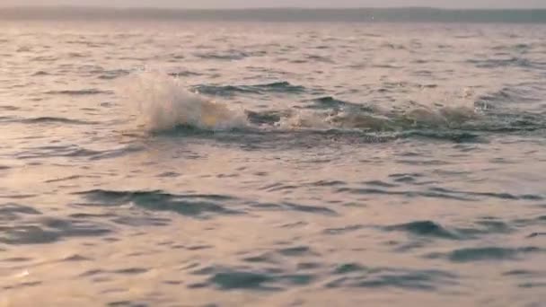 Profesyonel yüzücü gün batımında okyanusta yüzüyor. — Stok video