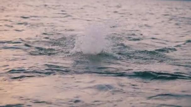 Okyanusu bir kelebek yüzücüsüyle geçen — Stok video