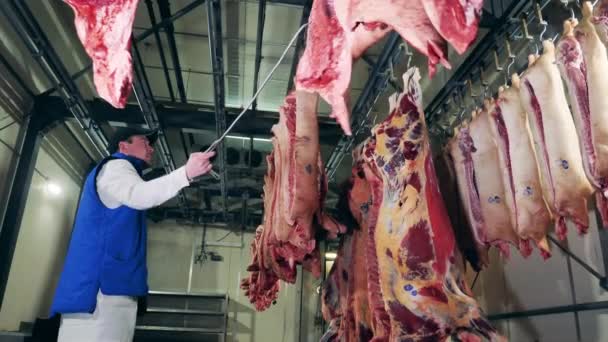 Seorang pria bekerja dengan bangkai babi di rumah jagal. — Stok Video