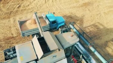 Ekinler kamyondan kamyona taşınıyor.