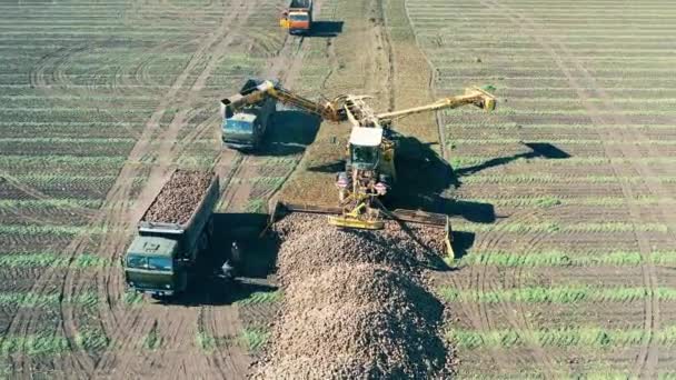 Landbouwmachines halen suikerbieten uit het veld — Stockvideo