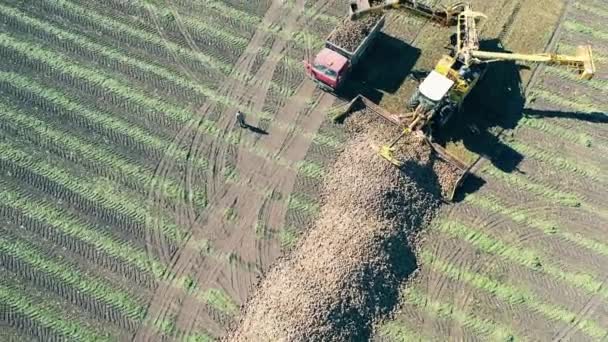 Campo con patatas, remolacha recolectada en máquinas agrícolas — Vídeo de stock