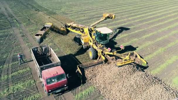 Комбайн перевозит картошку в грузовик в поле. — стоковое видео