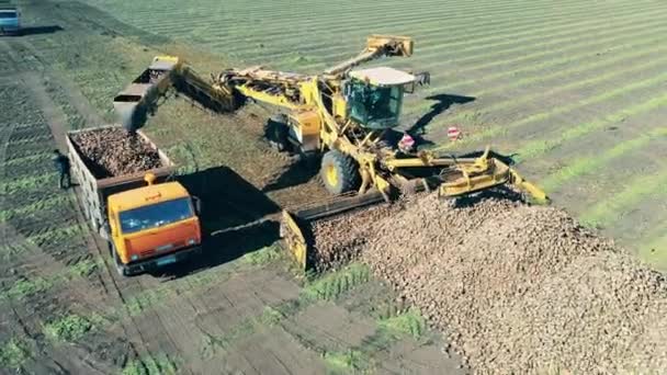 Recogida de tubérculos de patata efectuada por máquinas agrícolas — Vídeo de stock