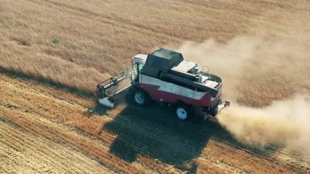 Połączenie zbiera pszenicę wzdłuż pola. — Wideo stockowe