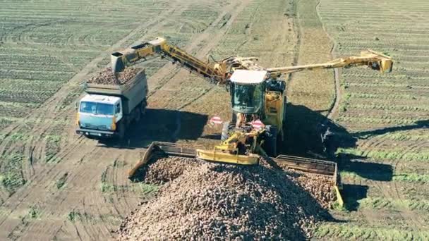 Cosecha de remolacha está siendo recogido por una cosechadora y un camión — Vídeos de Stock