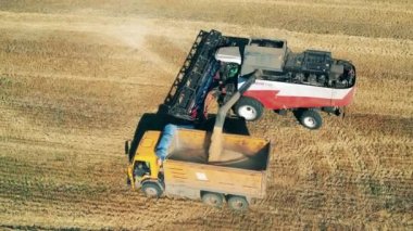 Hasat edilen mahsuller bir kamyonun içine dökülüyor.