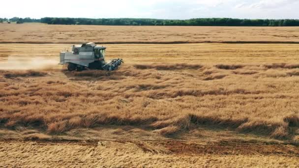 A búzát egy mezőgazdasági gép aratja le. — Stock videók