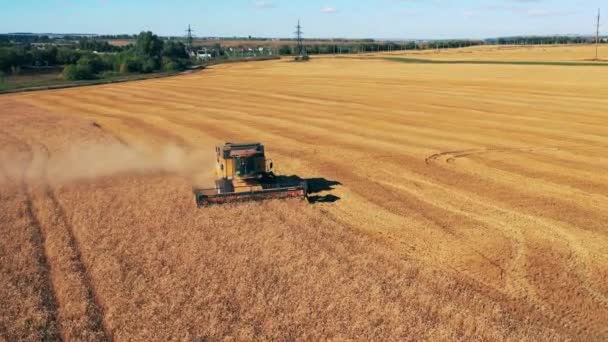 Cosechadora está cosechando trigo en el campo en una vista superior — Vídeo de stock