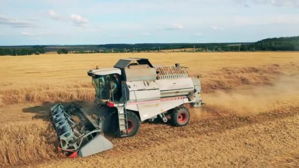 Combine está colhendo trigo maduro enquanto monta ao longo do campo — Vídeo de Stock