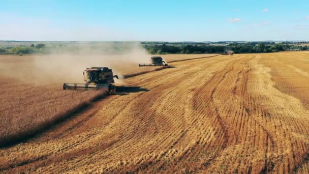 Weizenfeld mit landwirtschaftlichen Maschinen, die Getreide schneiden — Stockvideo