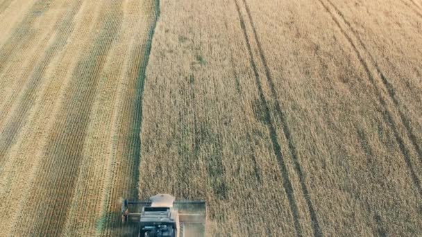 Κάτοψη ενός χωραφιού σιταριού με καλλιέργειες να θερίζονται — Αρχείο Βίντεο