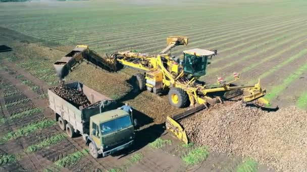 Combine está coletando culturas de raiz e transferi-los para o caminhão — Vídeo de Stock