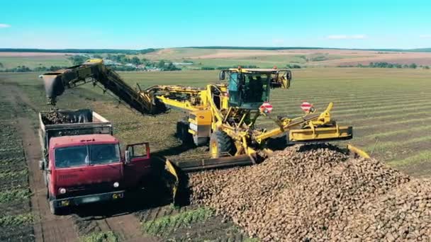 Culturas de raiz estão sendo carregadas no transporte agrícola — Vídeo de Stock