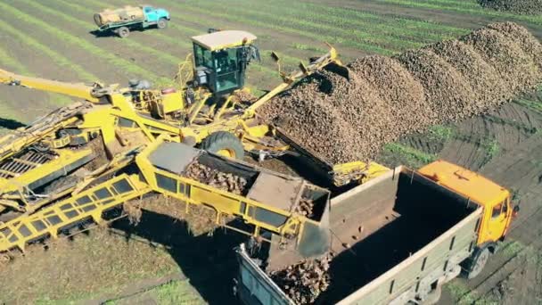 Ładowanie zebranych roślin korzeniowych znajdujących się w posiadaniu maszyn rolniczych — Wideo stockowe