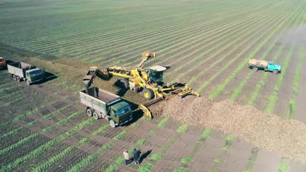 Vehículos agrícolas están cargando cultivos de raíces cosechadas para transportar — Vídeo de stock